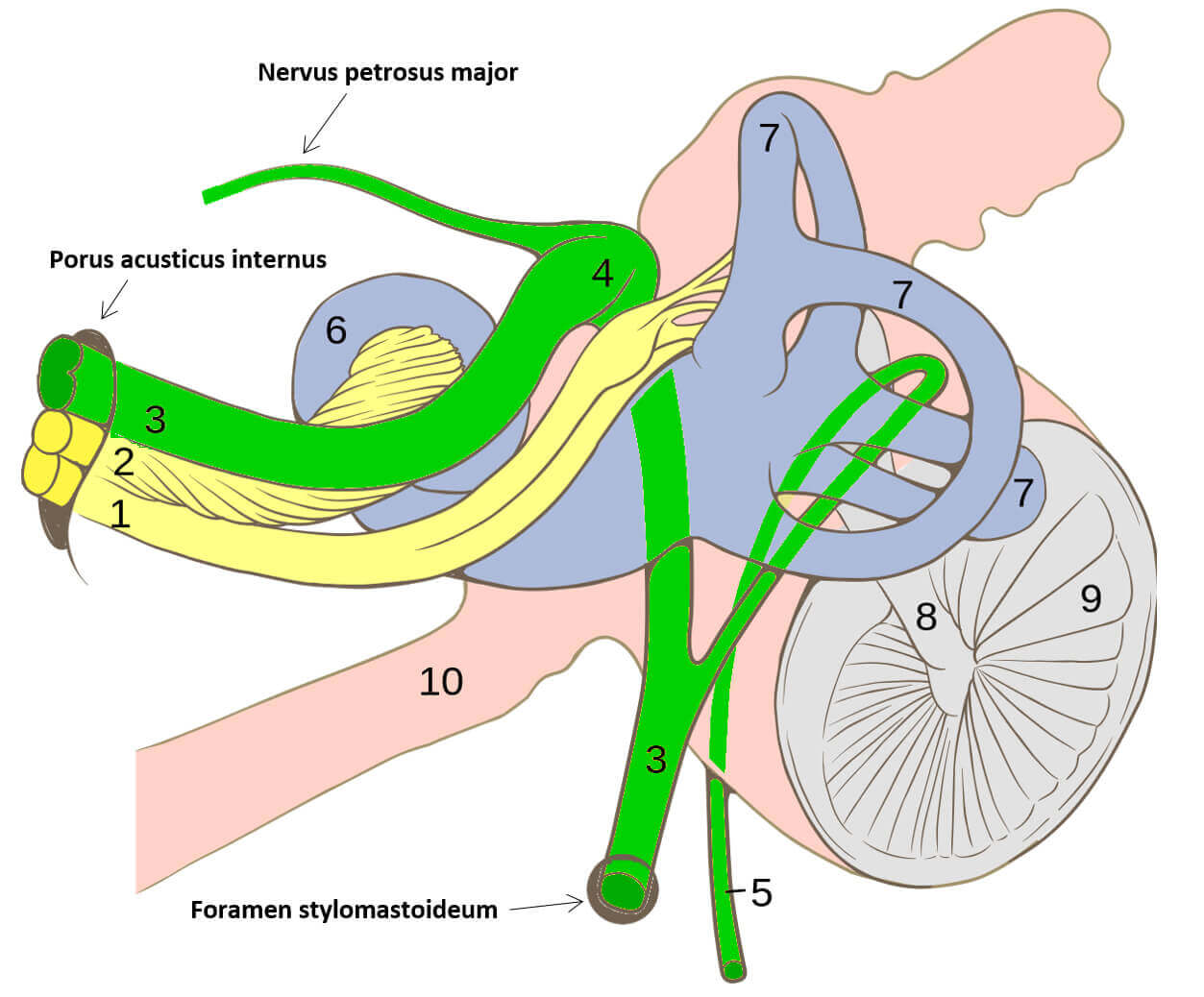 Anatomie Fazialisnerv Nervus Facialis N Facialis Fazialis